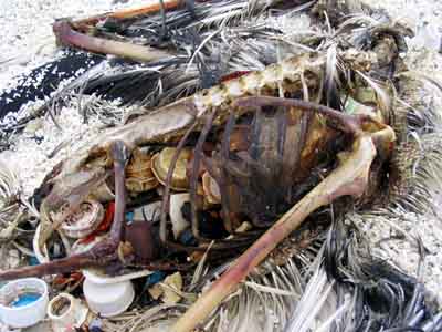 Shows the remains (skeleton and feathers) of an Albatros that died because of plastic